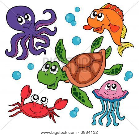 Marine_Animals_Collection