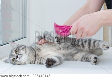 Gray Striped Cat Lies On The Wool Care Procedure, It Is Combed With A Special Brush. The Cat Lies Ca
