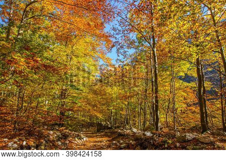 Magnificent golden autumn in the mountains. Slovenia, Logarska Valley. Pedestrian dirt path in the forest. Warm sunny day. 