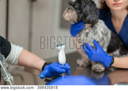 Vets Prepare Dog With Injured Eye To Ultrasound Diagnostic. Animal Health Care Concept.