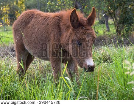 Portrait Of A Young Brown Hinny Grazing In A Filed Near The Colonial Town Of Villa De Leyva In The C