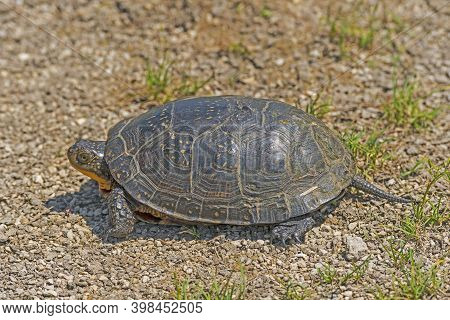 Blandings Turtle Near A Prairie Pond In Goose Lake Prairie State Natural Area In Illinois