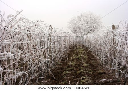 Grapeyard