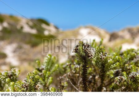 Coastal Sand Dune Landscape Of Fish Hoek, Cape Town