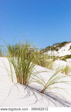 Coastal Sand Dune Landscape Of Fish Hoek, Cape Town