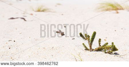 Coastal Sand Dune Landscape Of Fish Hoek, Cape Town