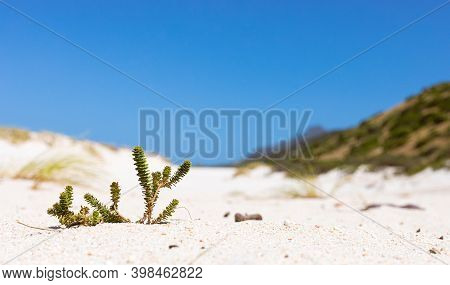 Coastal Sand Dune Landscape Of Fish Hoek, Cape Town