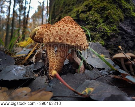 Pholiota Squarrosa Or Shaggy Scalycap Mushroom In The Autumn Mixed Forest.