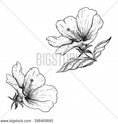Hand Drawn Sketch Black And White Hibiscus Flowers. Vector Illustration. Elements In Graphic Style L
