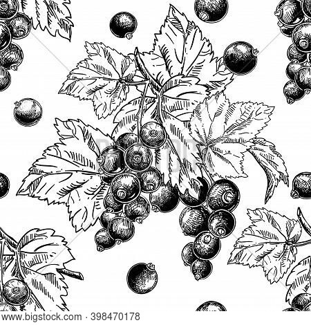 Detailed Hand Drawn Black And White Seamless Pattern Of Berry, Cane Fruit. Sketch. Vector. Blackcurr