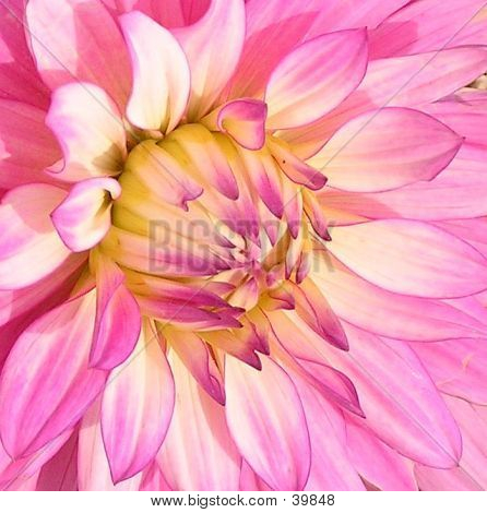 Dahlia