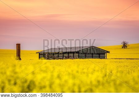 Barn And Remains Of Old Ruin Sit In A Field Of Flowering Canola