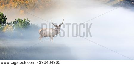 Close Up Deer On Mountain Background With Fog In Autumn Time
