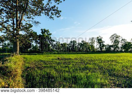 Beautiful Green Field Of Rice Plant With Water And Blue Sky In The Moring. Argiculture Concept.