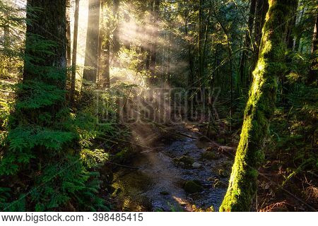 Mystical View Of The Rain Forest During A Foggy And Rainy Fall Season. Alice Lake Provincial Park, S