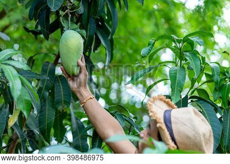 Farmer Hand Picking Mango From Mango Tree