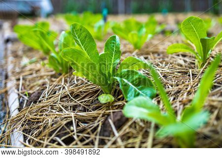 Growth Fresh Vegetable Salad Garden At Organic Farm. Argiculture Concept.