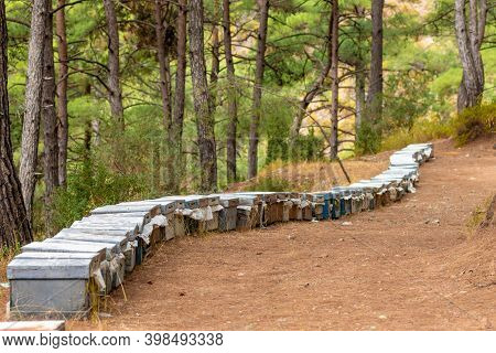 Multicolored Bee Hives At Apiary In The Forest. Colorful Beehives And Flying Bees In Apiary Near Pin