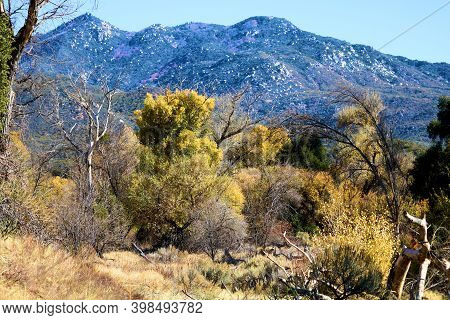 Cottonwood Trees Changing Colors During Autumn On A Creekbed At A Riparian Woodland Surrounded By A 