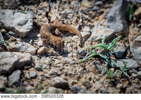 Even-fingered Gecko Genus Alcophyllex Or Squeaky Gecko In Wild Nature.