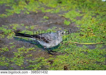 Juvenile White Wagtail Or Motacilla Alba Eats Botfly.