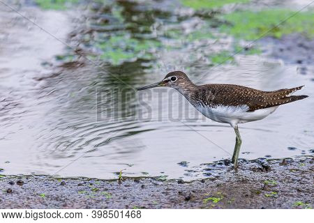 Green Sandpiper Or Tringa Ochropus Walks On Lake