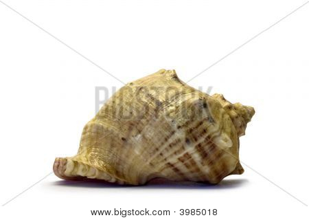 The Seashell On A White Background