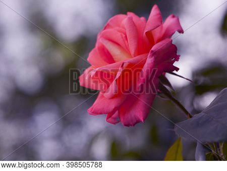 Pink Rose On Spotted Bokeh Background With Place For Text. Slightly Reduced Color Saturation Helps H