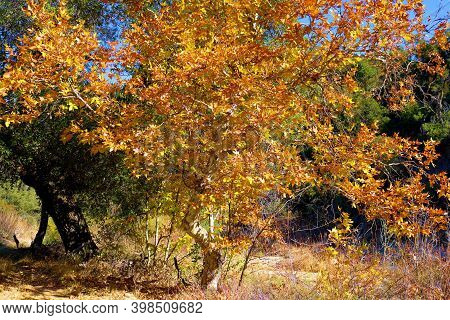 Sycamore Tree Leaves Changing Colors During Autumn On A Creekbed At A Riparian Woodland Taken In The