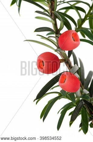 Taxus Baccata ( European Yew ) Isoolated On White