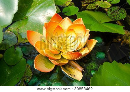 Lotus sujo