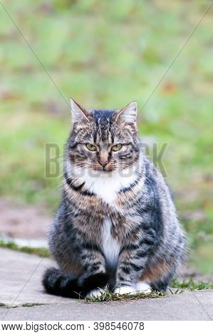 Gray-brown Striped Cat With A White Breast On A Green Blurred Background.photo Of A Tabby Cat With A
