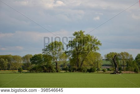 Spring Landscape With A Field Of Big Old Black Poplars. Fertile Fields By The River Elbe In The Czec