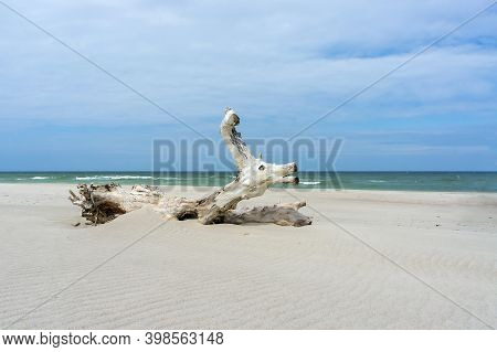 Sandy Beach And Beautiful Wooden Snag, Snag On The Sea Sand