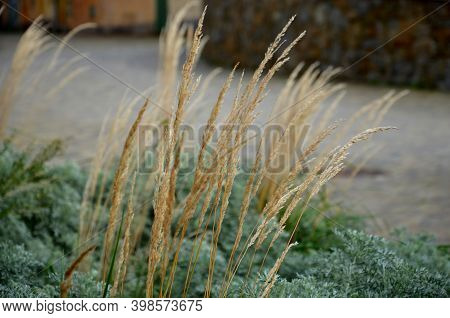 Flower Bed With Absinthe Wormwood, And Ornamental Grass And Asters. Combination Of Gray And Beige In