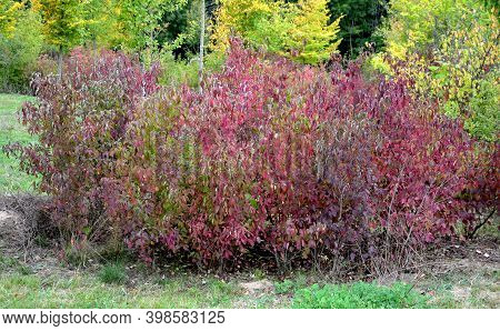 A Medium-sized Deciduous Shrub With Arguably The Most Intensely Coloured Winter Stems Of All Cornus,