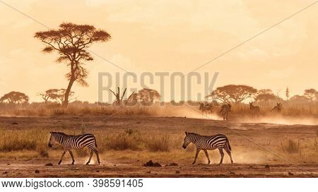 Zebras walking in the dust of Amboseli, Kenya. warm tones with space for text. 