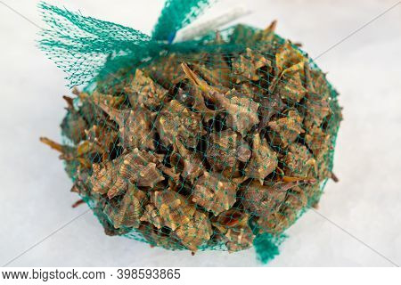 Murex Marine Mollusk In Market On Ice At Market,an Edible Marine Gastropod.