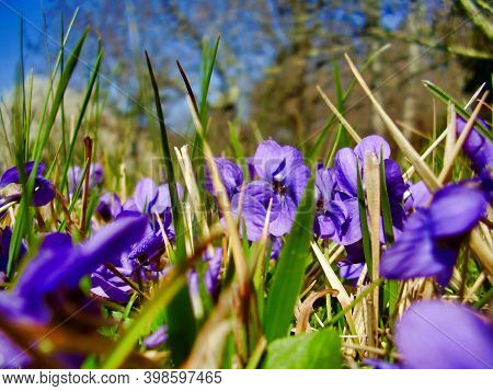 Close Up Of Violets In Meadow Grassland