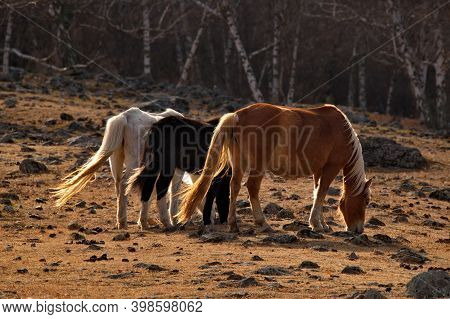 Russia. Mountain Altai. Horses Of The Hardy Altai Breed Graze Peacefully In The Stone Steppes With S