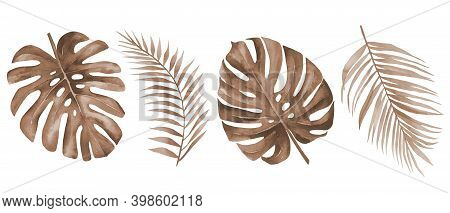 Dry Palm Leaves. Dried Tropical Monstera And Palm Leaf Set. Terracotta Plants. Watercolour Illustrat