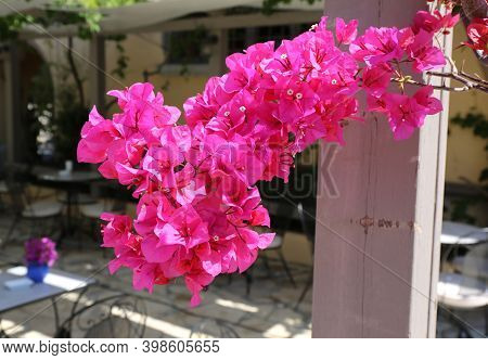 Pink Bougainvillea And Restaurant Tables In Kos, Greece