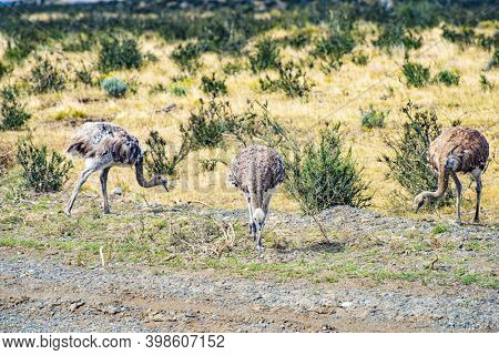 Greater rhea (Rhea americana) or nandu is a ostrich like flightless bird living in Southamerican pampas. Torres del Paine national park, Chile