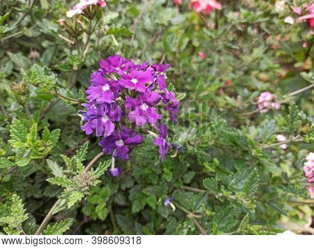 Brightly Colored Composite Flower In Ibague Colombia
