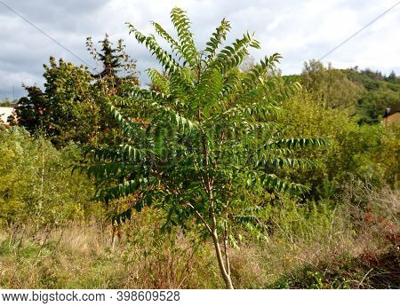 Sumac In Autumn, When Its Pinnate Leaves Are Bright Yellow, Orange To Red. At The Same Time, Cone Fr