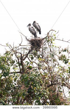 Asian Open-billed Stork Bird On The Tree