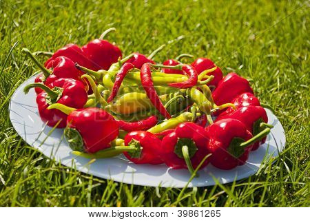 Rode en groene paprika 's