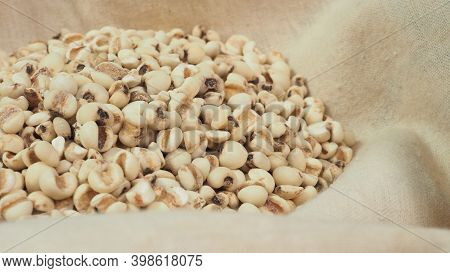 Job's Tears, Also Known As Adlay And Coix On  Calico And White Background. Popular In Asian Cultures