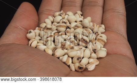 Job's Tears, Also Known As Adlay And Coix In Hand. Popular In Asian Cultures As A Food Source.