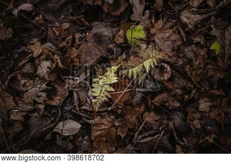 Fern In The Autumn Forest Among Dry Leaves